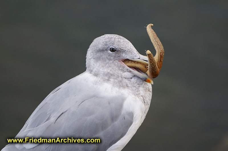 nature,dinner,snack,munch,meal,lunch,starfish,bird,shallow DOF,